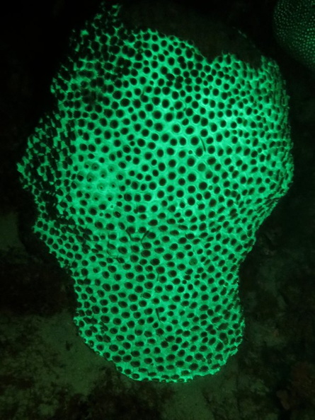 135 Fluorescing Coral IMG_5712.jpg